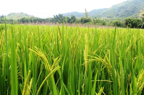 土壤养分检测仪指领农业快速前进
