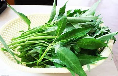 肥料速测仪提高空心菜的质量与产量