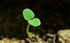 土壤养分快速检测仪是土壤肥力的衡量者