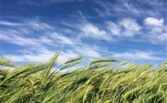 土壤测土配方施肥仪是农业生产的化肥管理者