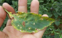 植物病虫害诊断仪是农作物的家庭医生