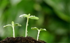 土壤重金属检测仪控制我国粮食作物重金属污染面积