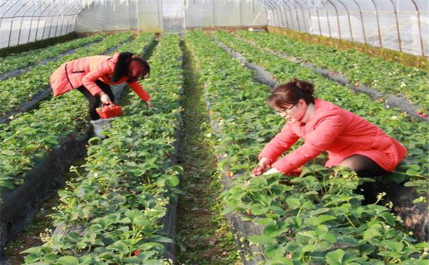 土壤肥料养分检测仪
