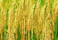 土壤氮磷钾养分测试仪助力早稻大丰收