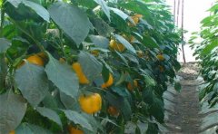 土壤肥料养分检测仪多少钱？