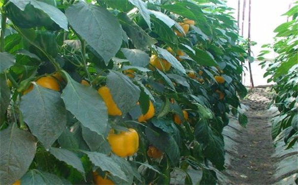 土壤肥料养分检测仪