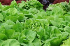 植物病害诊断仪的科学诊断原理是什么？