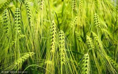 土壤肥料元素检测仪对植物生长的意义