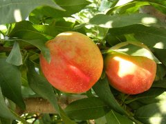 土壤肥料检测仪为农业节水节肥