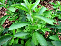 活体叶面积测定仪，可对采摘植物叶片进行测量