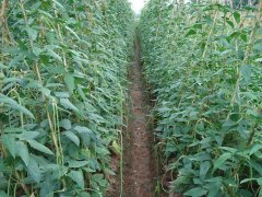 豆角产量低？知道这几点产量上涨不是问题