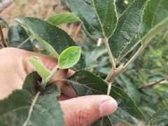 苹果树叶片发黄是什么原因导致的？