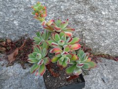 夏季要怎样给锦晃星浇水？