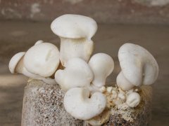 蘑菇的种植需要注意哪些？
