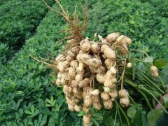 干旱对于花生的生长有怎样的影响？