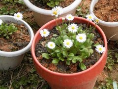 盆栽小雏菊怎么养？