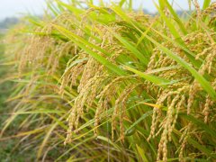 水稻种植施肥须知